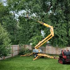 How Our Tree Care Process Works  in  Wilton, CA