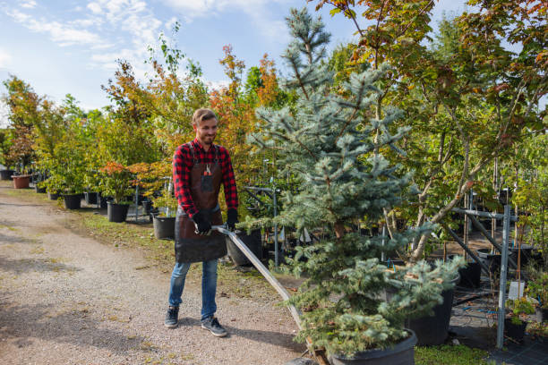 Best Root Management and Removal  in Wilton, CA