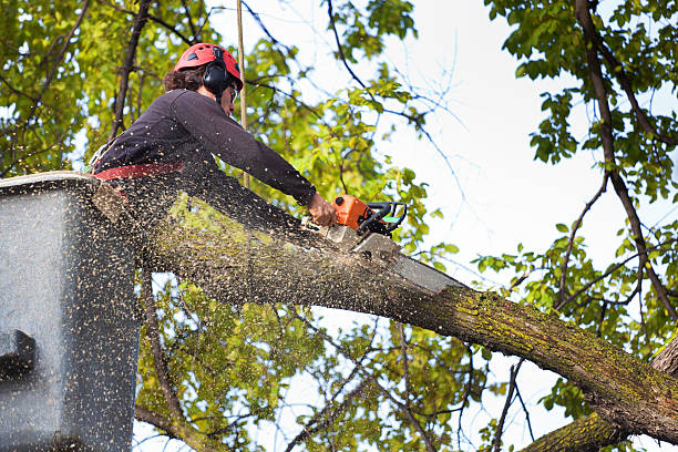 Best Tree Disease Treatment  in Wilton, CA