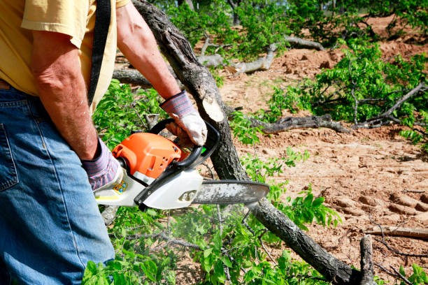 Best Tree Cabling and Bracing  in Wilton, CA